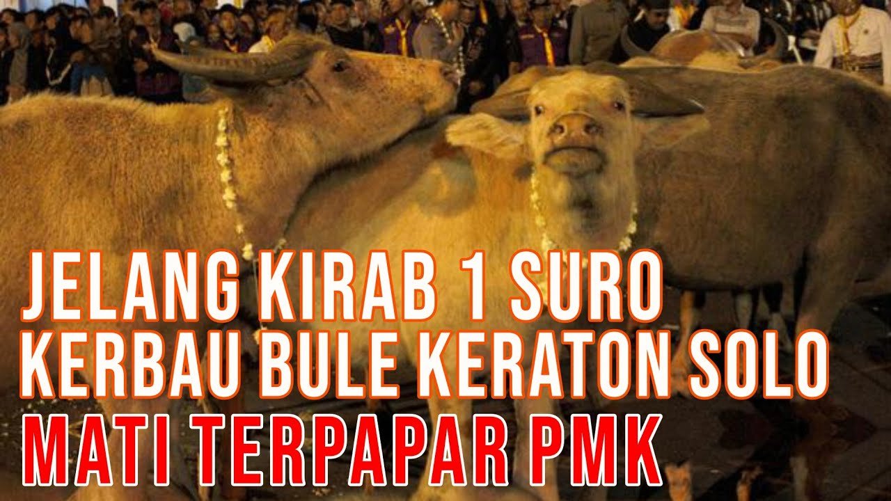 
                                 Kerbau-Albino-Kramat-PMK-Solo-Jawa-Tengah